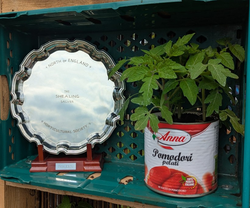 Shealing salver award with potted tomato plant