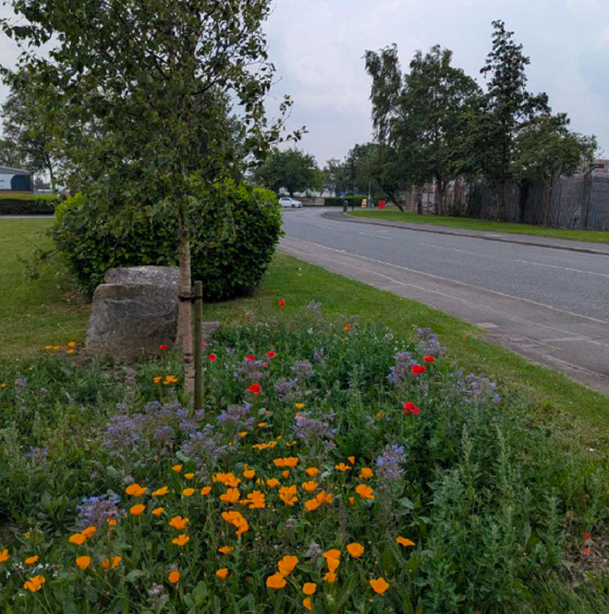 wild flowers blooming with trees by a road