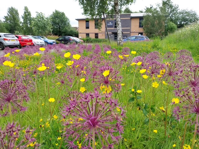blooming flowers and car park