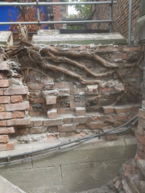 tree roots for extraction within listing building wall