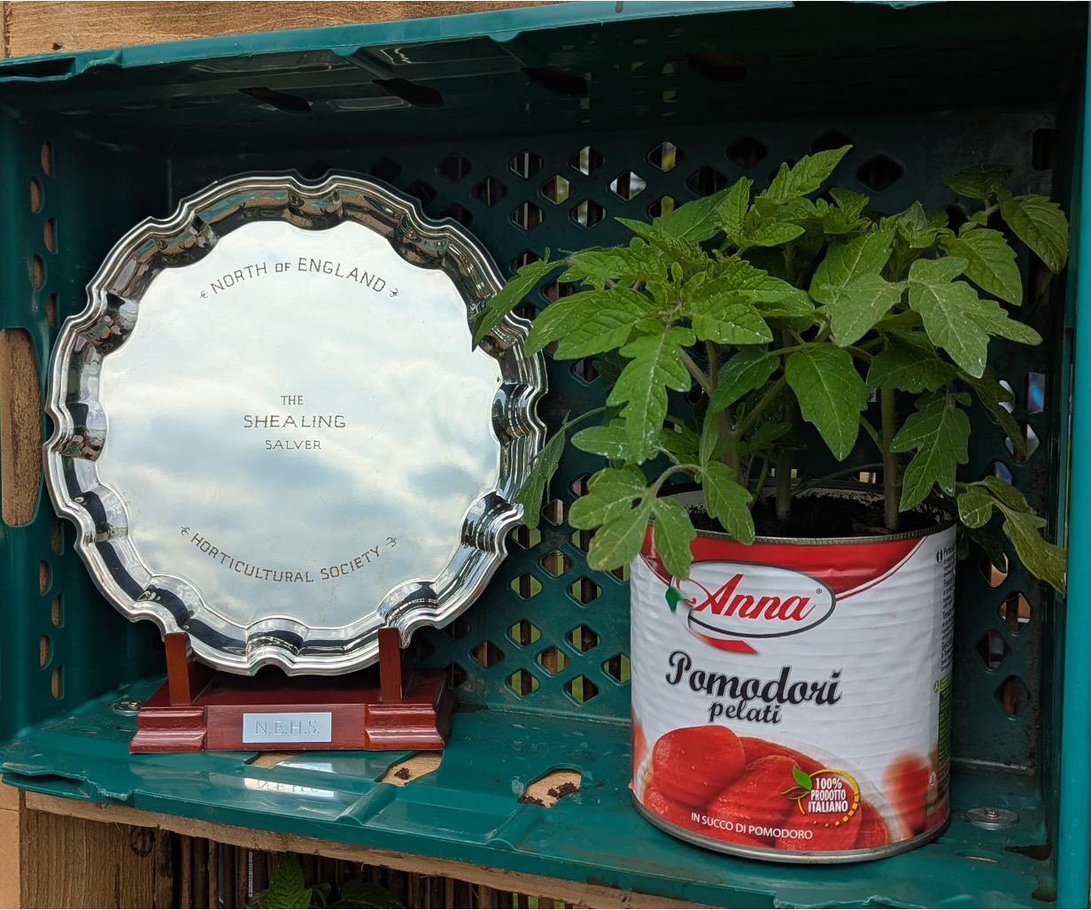 Silver award with potted tomato plant